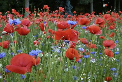 Close-up of red tulips in field