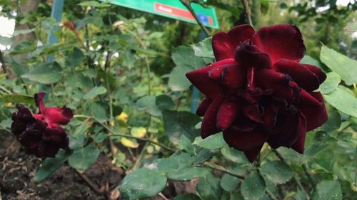 Close-up of red flowers