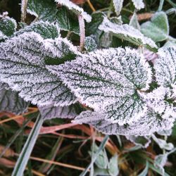 Close-up of frozen plant