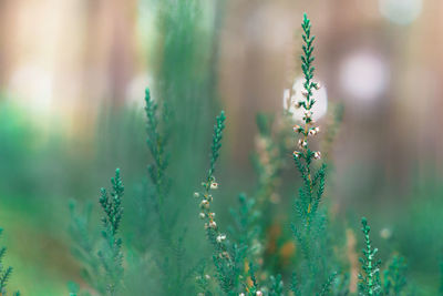 Close-up of flowering plants on land