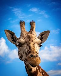 Low angle view of giraffe against sky