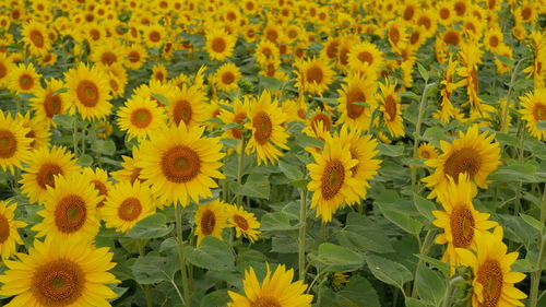 Full frame shot of sunflower field