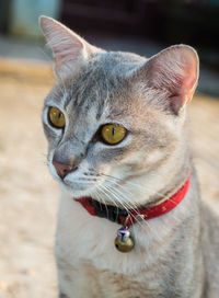 Close-up of cat