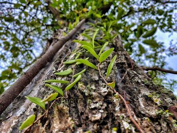 Low angle view of leaves on tree trunk