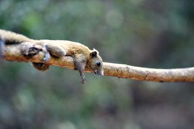 Squirrel, a wildlife in natural forest