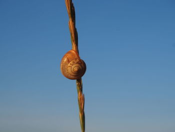 Close-up of snail against blue sky