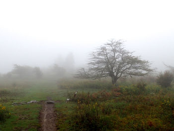 Trees on field in foggy weather