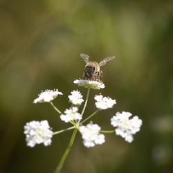 Close-up of bee pollinating on flower