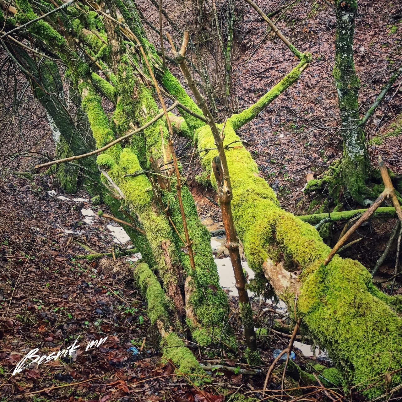 CLOSE-UP OF TREE ROOTS