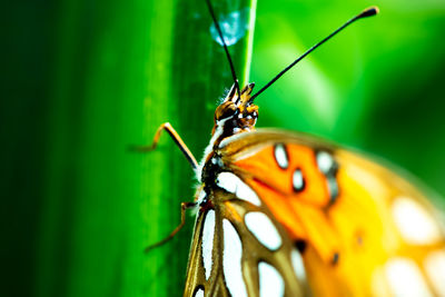 Close-up of butterfly on plant