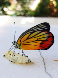 Close-up of butterfly