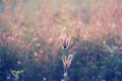 Close-up of purple flower on field