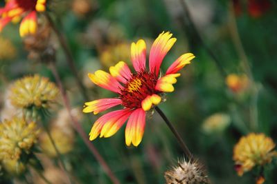 Close-up of yellow flower