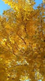 Low angle view of yellow flowers on tree