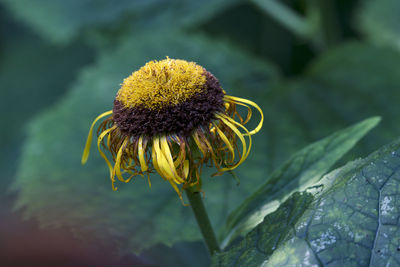 Close-up of sunflower