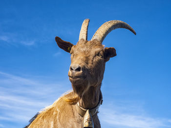 Close-up of a goat in the alps