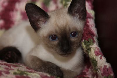 Close-up portrait of a cat