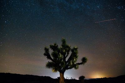 Low angle view of tree against sky at night