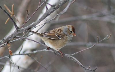 Close-up of bird perching on branch