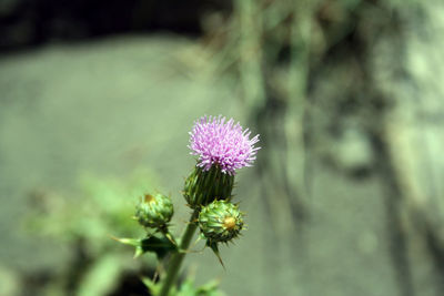 Close-up of thistle blooming outdoors