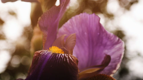 Close-up of purple flowers