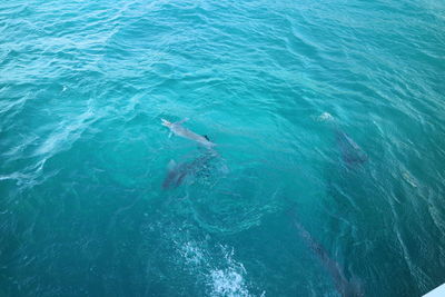 High angle view of swimming in sea