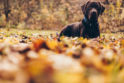 Surface level portrait of dog resting on autumn leaves at park