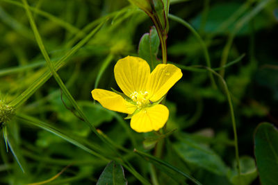 Close-up of yellow flowering plant