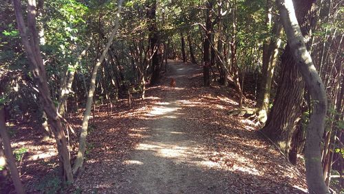 Footpath in forest