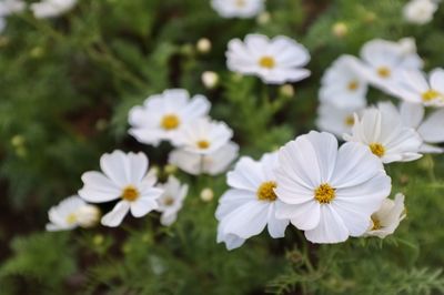 Close-up of white flowering plants on field