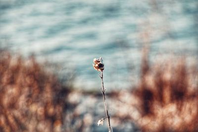 Close-up of wilted plant on field by lake