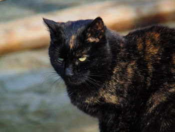 Close-up portrait of black cat