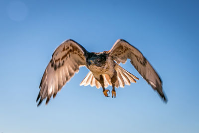 Low angle view of eagle flying against clear blue sky