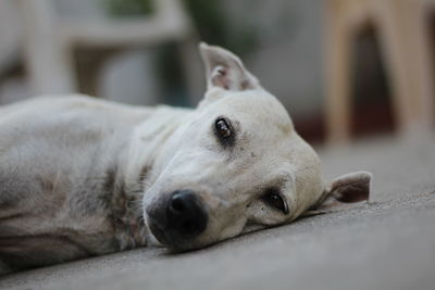 Close-up portrait of a dog