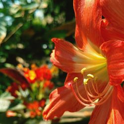 Close-up of red flower
