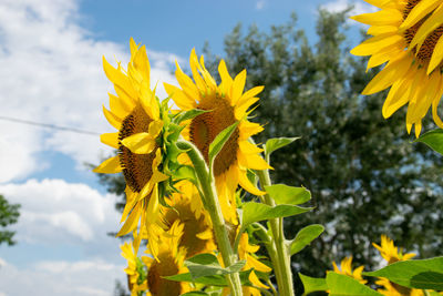 Close-up of yellow flowering plant against sky