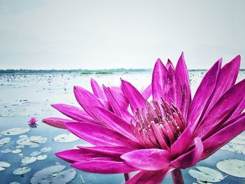 Close-up of pink water lily in lake against sky