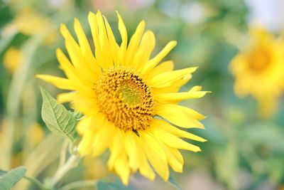 Close-up of yellow flower