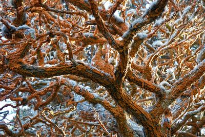 Full frame shot of trees during winter