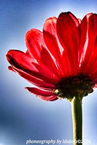 Close-up low angle view of red flowers