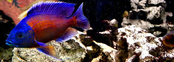 Close-up of fish swimming in aquarium