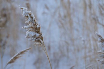 Close-up of snow on plant