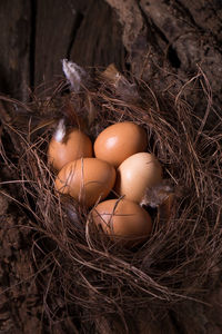 High angle view of bird in nest