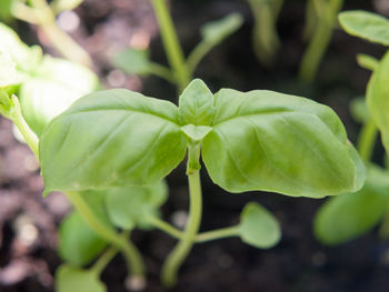 Close-up of fresh green plant in field