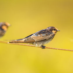 Close-up of bird perching on wire