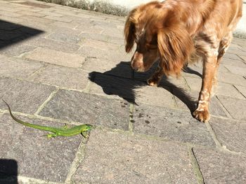 High angle view of dog on footpath