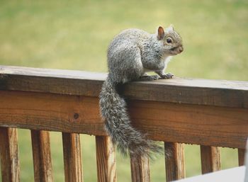 Close-up of squirrel on wood