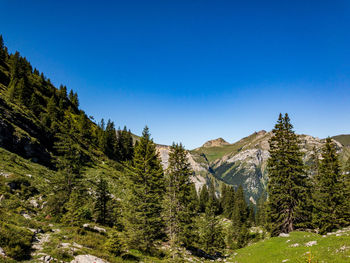 Scenic view of pine trees against clear blue sky