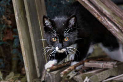 Portrait of black cat on wood