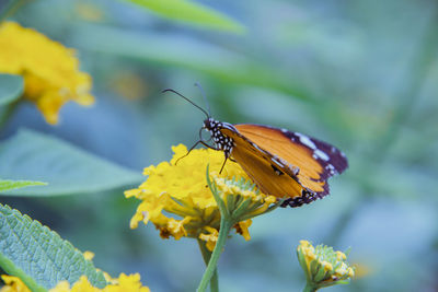 Close-up of butterfly pollinating on yellow flower